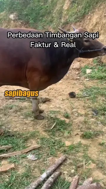 Perbedaan-Bobot-Sapi-Timbangan-Faktur-Dan-Real